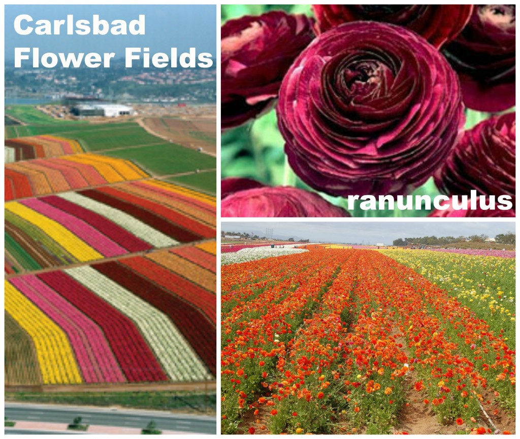 Flower Fields in Carlsbad, CA. Photo sources: bloomingbulbs.com; 